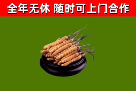 大兴安岭市回收散虫草