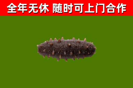 大兴安岭市回收海参干